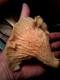Cantharellus subalbidus image