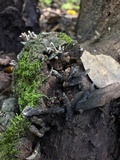 Xylaria arbuscula image