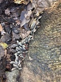 Xylaria arbuscula image