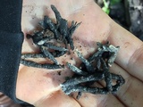 Xylaria arbuscula image