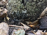 Xylaria arbuscula image