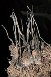 Xylaria arbuscula image
