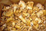Cantharellus formosus image