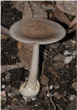 Amanita punctata image