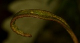 Puccinia mariae-wilsoniae image