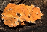 Ceriporia spissa image