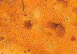 Ceriporia spissa image
