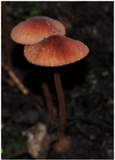 Mycena kuurkacea image