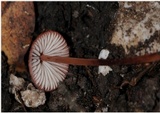 Mycena kuurkacea image