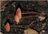 Mycena kuurkacea image
