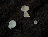 Lachnum virgineum image