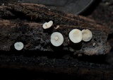 Lachnum virgineum image