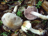 Agaricus semotus image