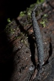 Xylaria arbuscula image