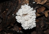 Xylocoremium flabelliforme image
