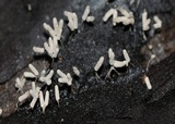 Arcyria cinerea image