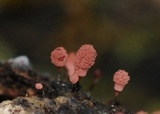 Arcyria denudata image