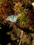 Arrhenia chlorocyanea image