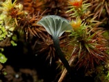Arrhenia chlorocyanea image