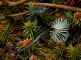 Arrhenia chlorocyanea image