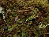 Arrhenia chlorocyanea image