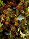 Arrhenia chlorocyanea image