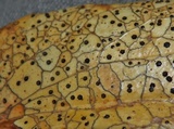 Coccomyces dentatus image