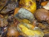 Penicillium italicum image
