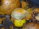 Penicillium italicum image