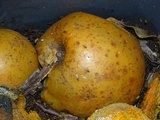 Penicillium expansum image