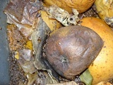 Penicillium expansum image