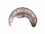 Polychidium muscicola image