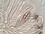 Polychidium muscicola image
