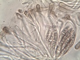 Polychidium muscicola image