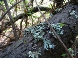 Parmotrema reticulatum image