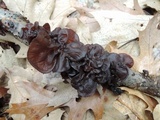 Exidia crenata image