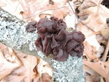 Exidia crenata image