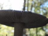 Amanita sect. Vaginatae image