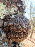 Globifomes graveolens image