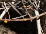 Pithya vulgaris image