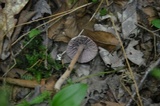 Laccaria amethystina image