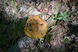 Boletus longicurvipes image