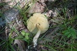 Boletus longicurvipes image