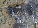 Stemonitis splendens image