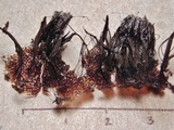 Stemonitis splendens image