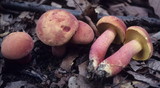 Lanmaoa pallidorosea image