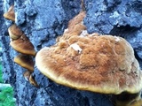 Phellinus gilvus image