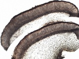 Collema tenax var. tenax image