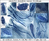 Collema tenax var. tenax image
