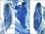 Collema tenax var. tenax image